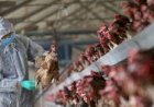Brasil reforça ações de biossegurança para prevenir gripe aviária