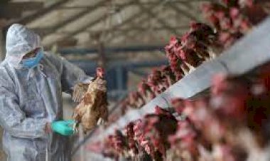 Brasil reforça ações de biossegurança para prevenir gripe aviária
