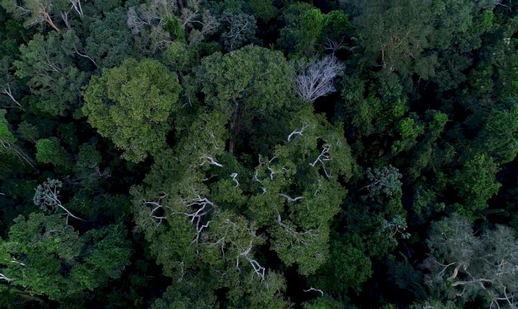 Na COP27, Brasil lista ações de sustentabilidade dos últimos 4 anos